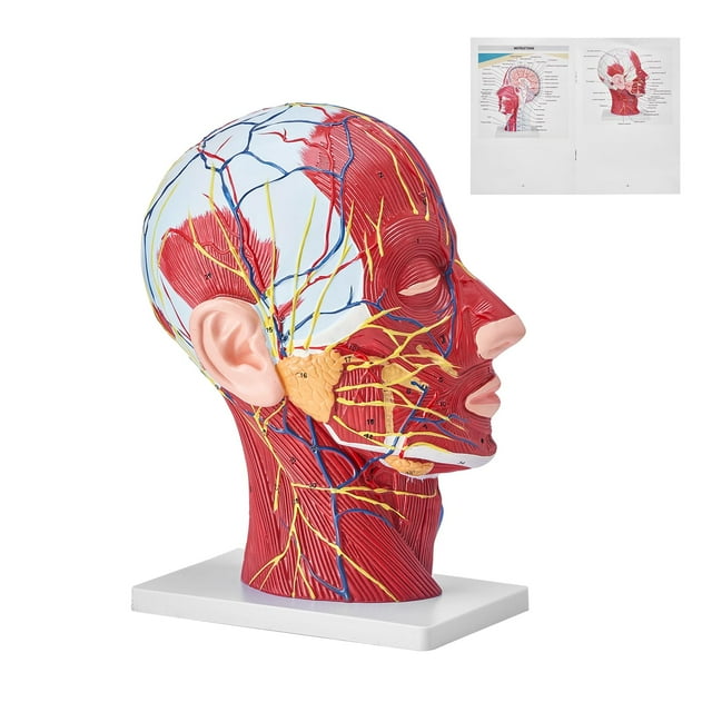 Cabeza anatómica, cuello, modelo VEVOR, media cabeza humana con musculado