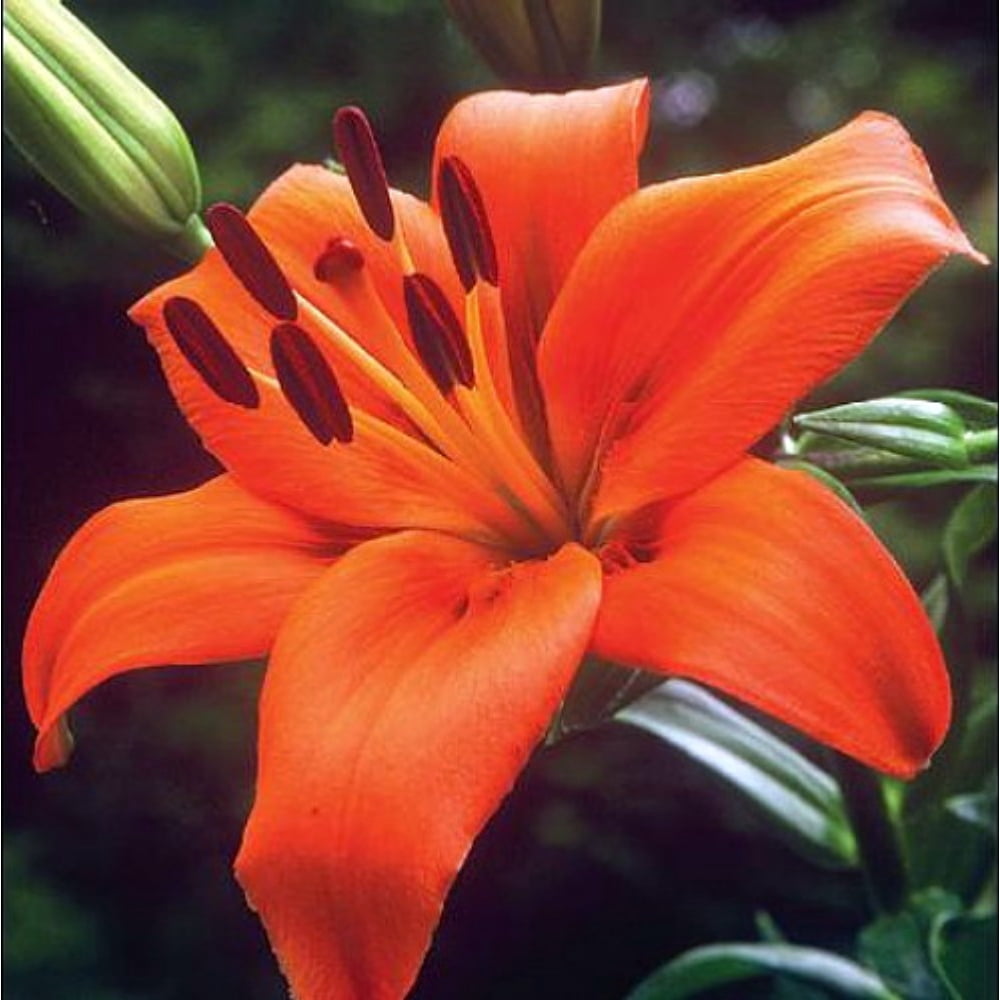 Brunello Asiatic Lily 2 Bulbs 14/16cm Fiery Orange Blooms Walmart