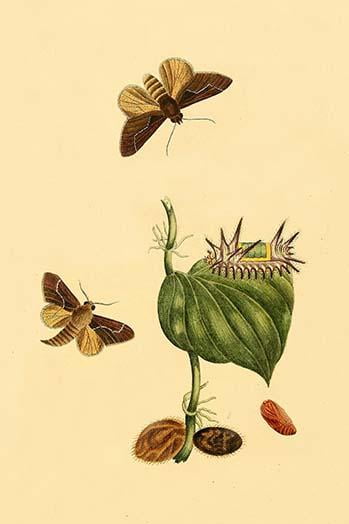 Surinam Butterflies Moths /& Caterpillars Poster Print by Jan Sepp 18 x 24