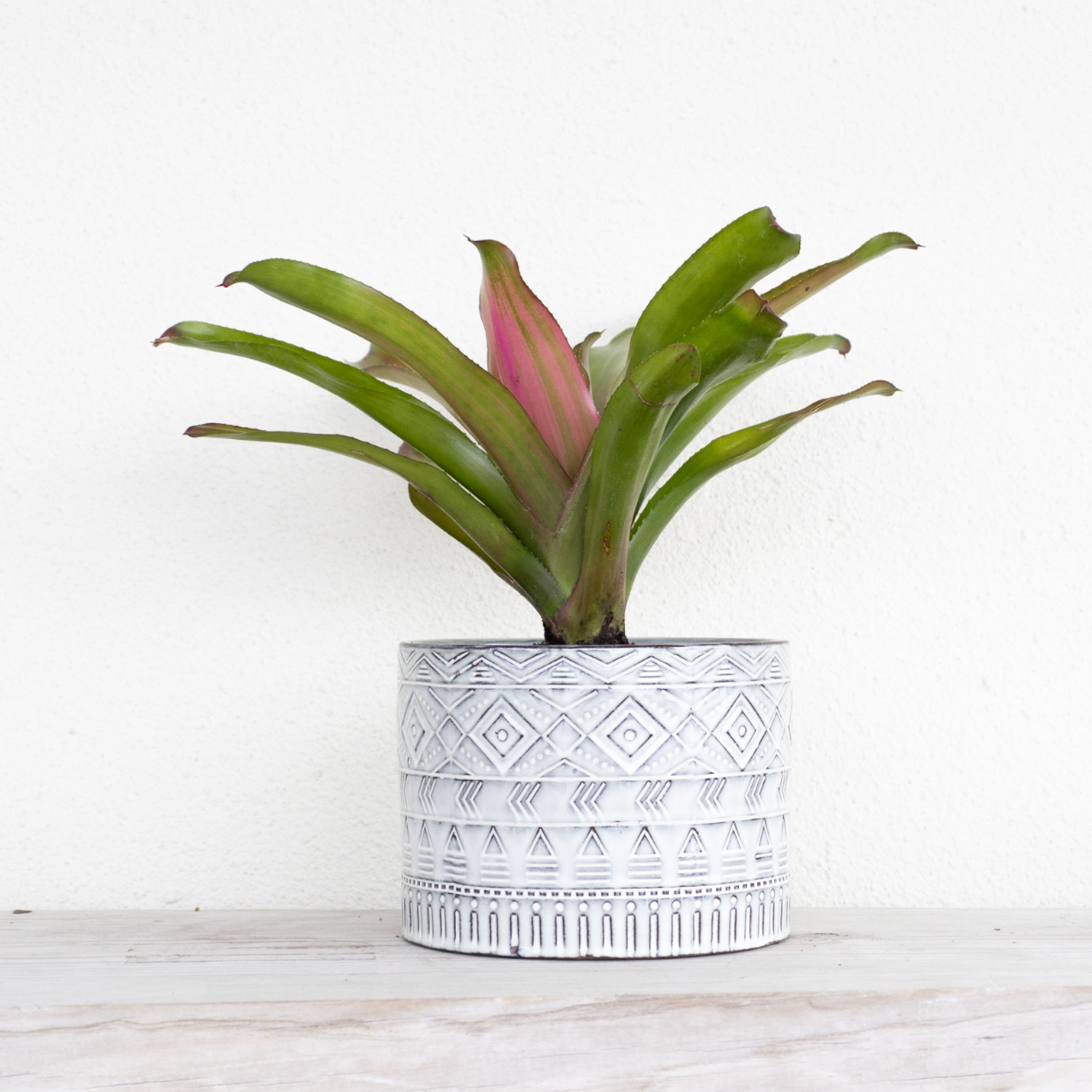 United Nursery Live Bromeliad Red Leah Plant 12-14 inches Tall in 6-inch Grower Pot