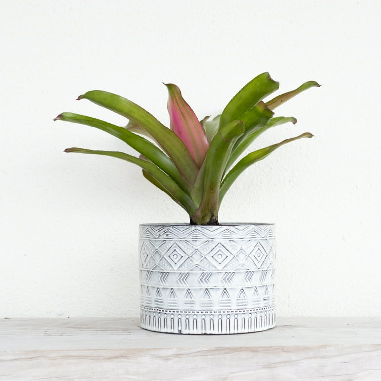 Bromeliad Red Leah Plant Tall - Exotic Tropical Houseplant