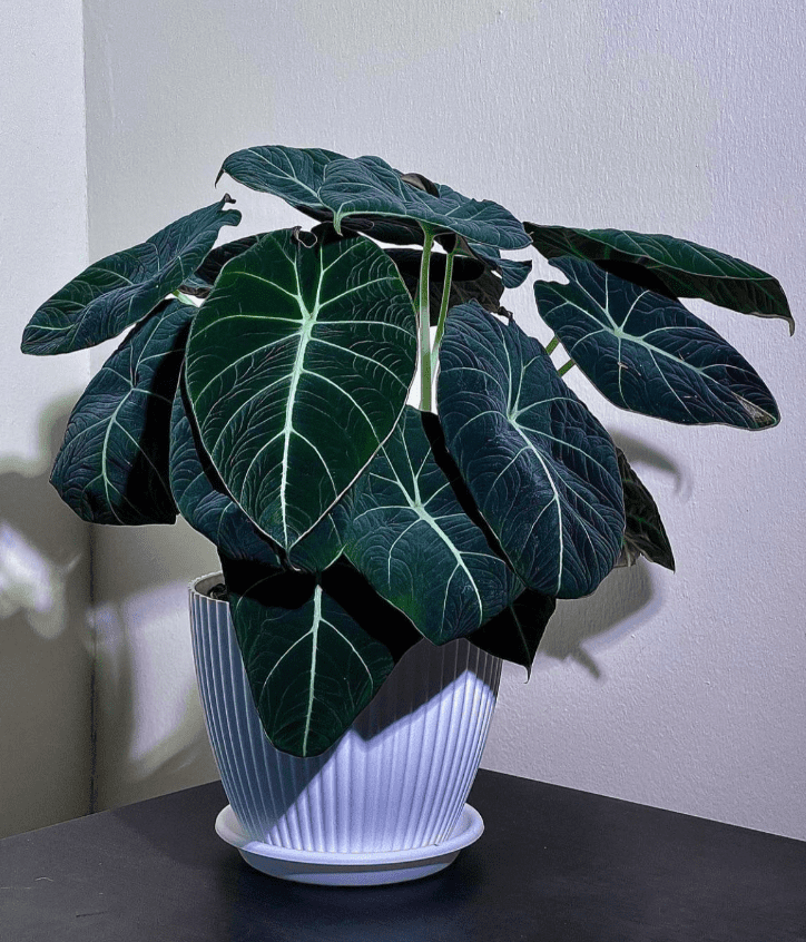 Black Velvet Alocasia Live Plant, Alocasia Indoor Houseplant for Home or Office, 5–7 Inch Tall