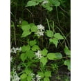 thumbnail image 3 of Clematis virginiana - Fall Blooming Love Vine - 2.5" Pot - Very Hard Vine, 3 of 3