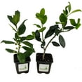thumbnail image 4 of Ilex Evergreen Shrub, Nellie R Stevens Holly, Lot of 15, 3 Inch Pot, 4 of 6