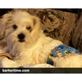 thumbnail image 4 of Barkertime Dreamy Dog Washable Dog Belly Band Male Wrap - Made in USA, 4 of 9