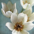 thumbnail image 2 of Janel Pahl 28x28 Gallery Wrapped Canvas Wall Art Titled - Lily Parfait II, 2 of 4