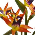 thumbnail image 4 of Nearly Natural Bird of Paradise Silk Arrangement in Black Glossy Cylinder, 4 of 4