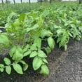 thumbnail image 3 of Coop Gro Organic Chicken Litter Fertilizer, 25 lb with OMRI-Certification for Plants and Gardens, 3 of 6