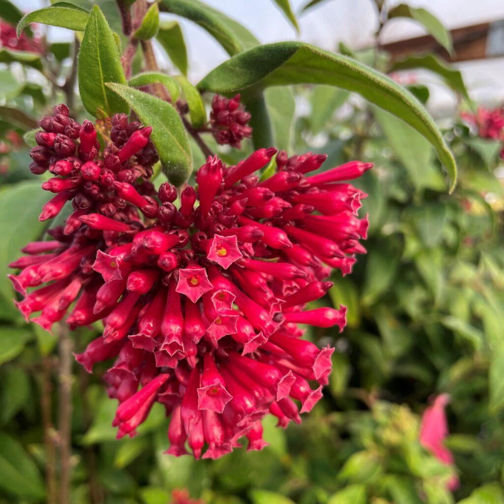 RedCrocus Jessamine Cestrum Assorted- Fragrant, Evergreen Shrub for Gardens & Containers- Attracts Pollinators & Fits Full Sun/Partial Shade 6" Pot (Pack of 5)