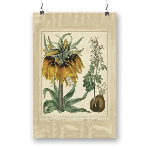Golden Crown Imperial Poster - Sydenham Edwards Designs,