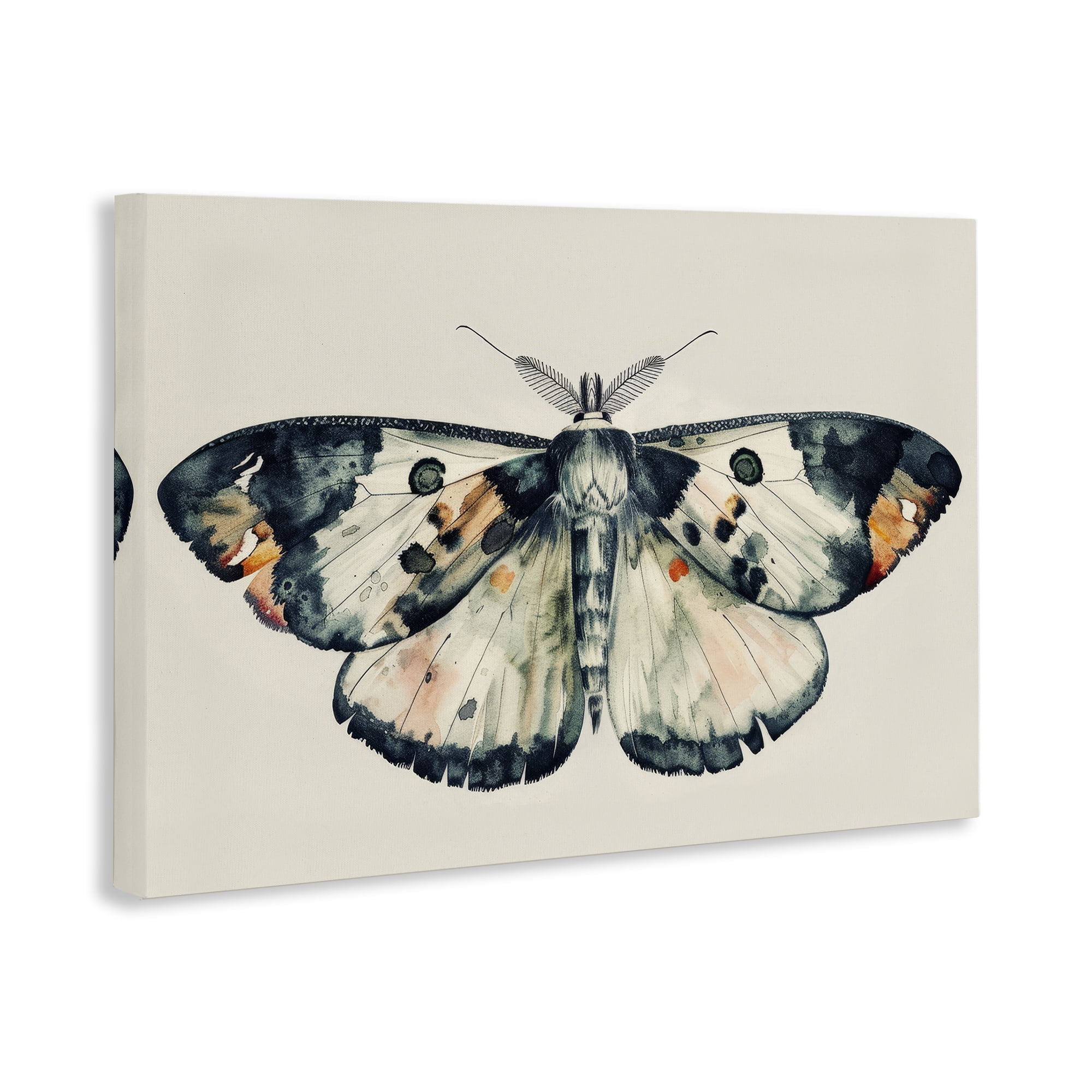 Stupell Industries Watercolor Black Trimmed Moth Animals Painting Wrapped Canvas Art Print Wall Art, 30 x 20