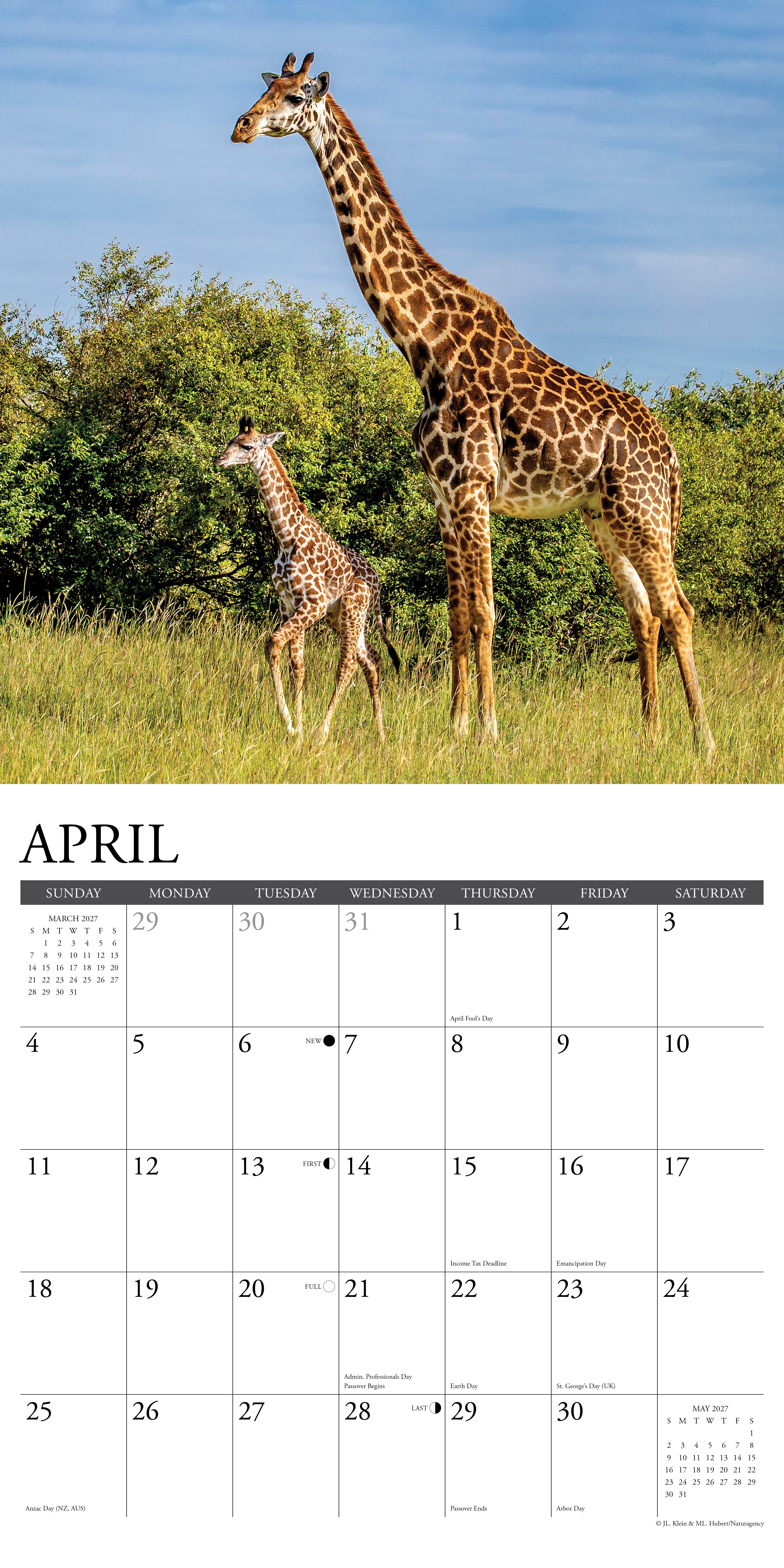 Willow Creek Press, Giraffes 2027 Wall Calendar