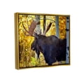 thumbnail image 3 of Stupell Industries Moose Photography Autumn Foliage Animals & Insects Photography Gold Floater Framed Art Print Wall Art, 3 of 6