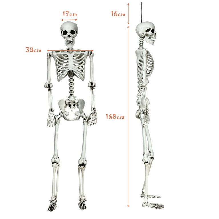 Human Skeleton Natural Size - Realityworks