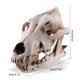 thumbnail image 5 of Resina cráneo decoración realista esqueleto cabeza coyote esculturas decorativas estilo gótico estilo anatómico enseñando apoyo para fiesta de halloween Yuarrent HA011086-00B, 5 of 7