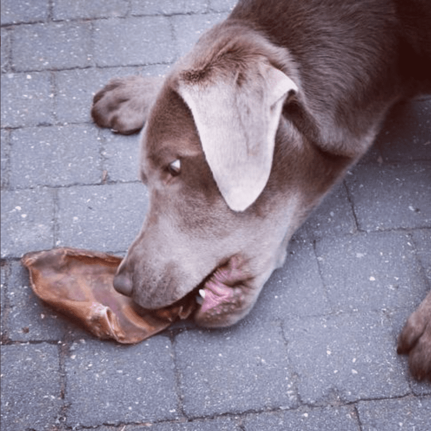 Bully Bunches Large Whole Pig Ears for Dogs- 20 Pack