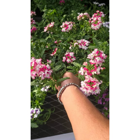 Garden verbena pink white in 8 inch Pot - Get similar