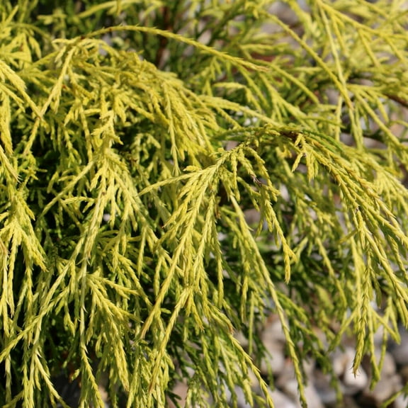 Golden Threadleaf Falsecypress-Filifera Aurea-Unique texture and vibrant color  3 Gallon