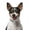 Black,white, variant on IUAMXWU Rhinestone Choker Collar - Red S Stretchy Acrylic for Small Dogs