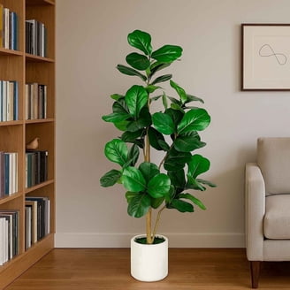 buy large zz plant online ZZ Plant