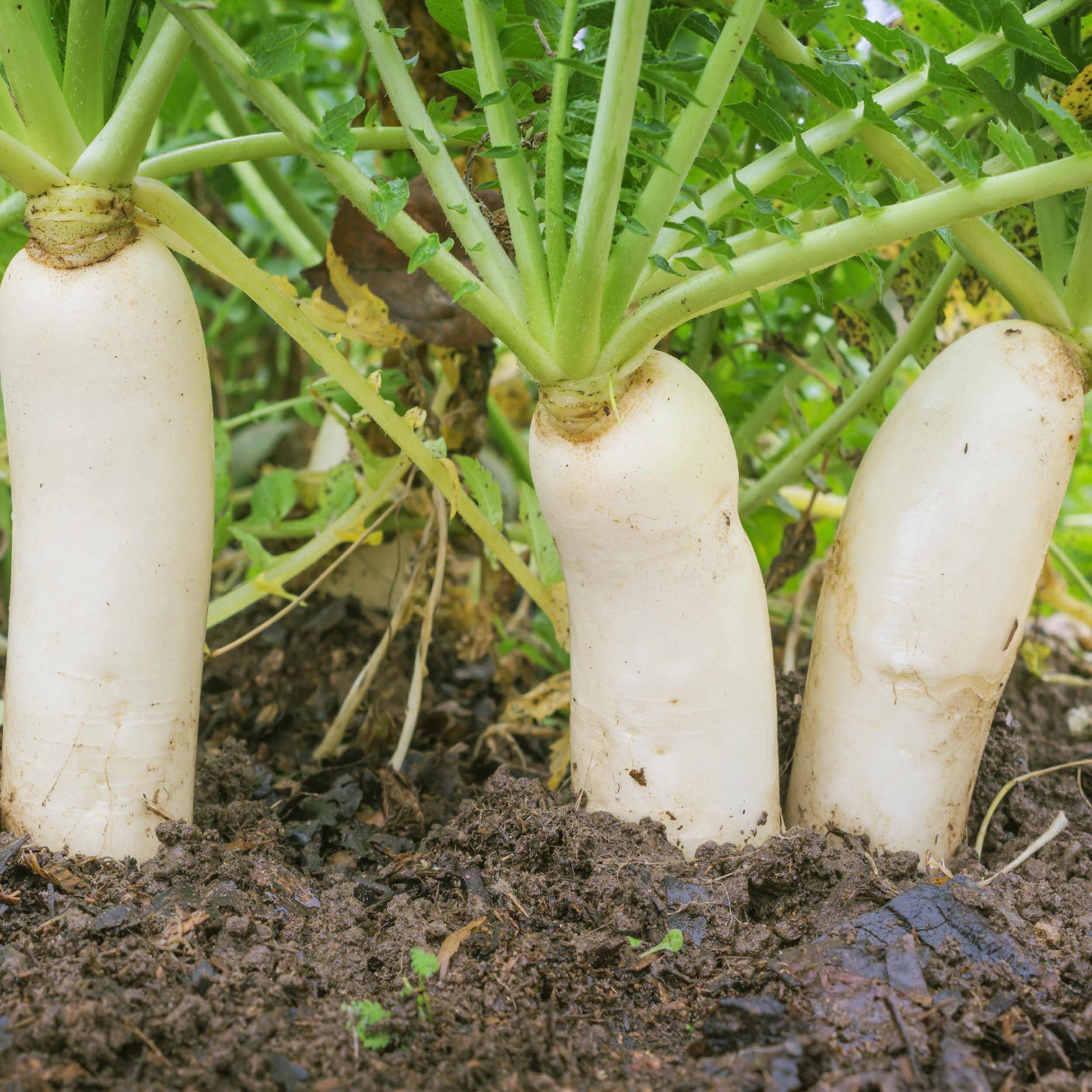 Outsidepride 50 lb. Daikon Radish AKA Chinese, Japanese, or
