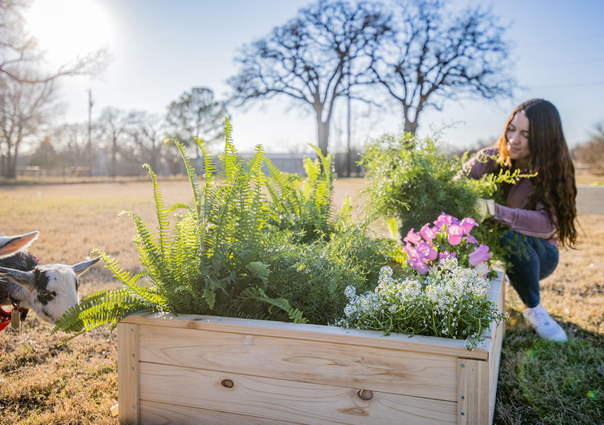 Zylina Superior Raised Wood Planter Garden Bed Box or Backyard - Natural 46"(L) x 35"(W) x 12"(H)