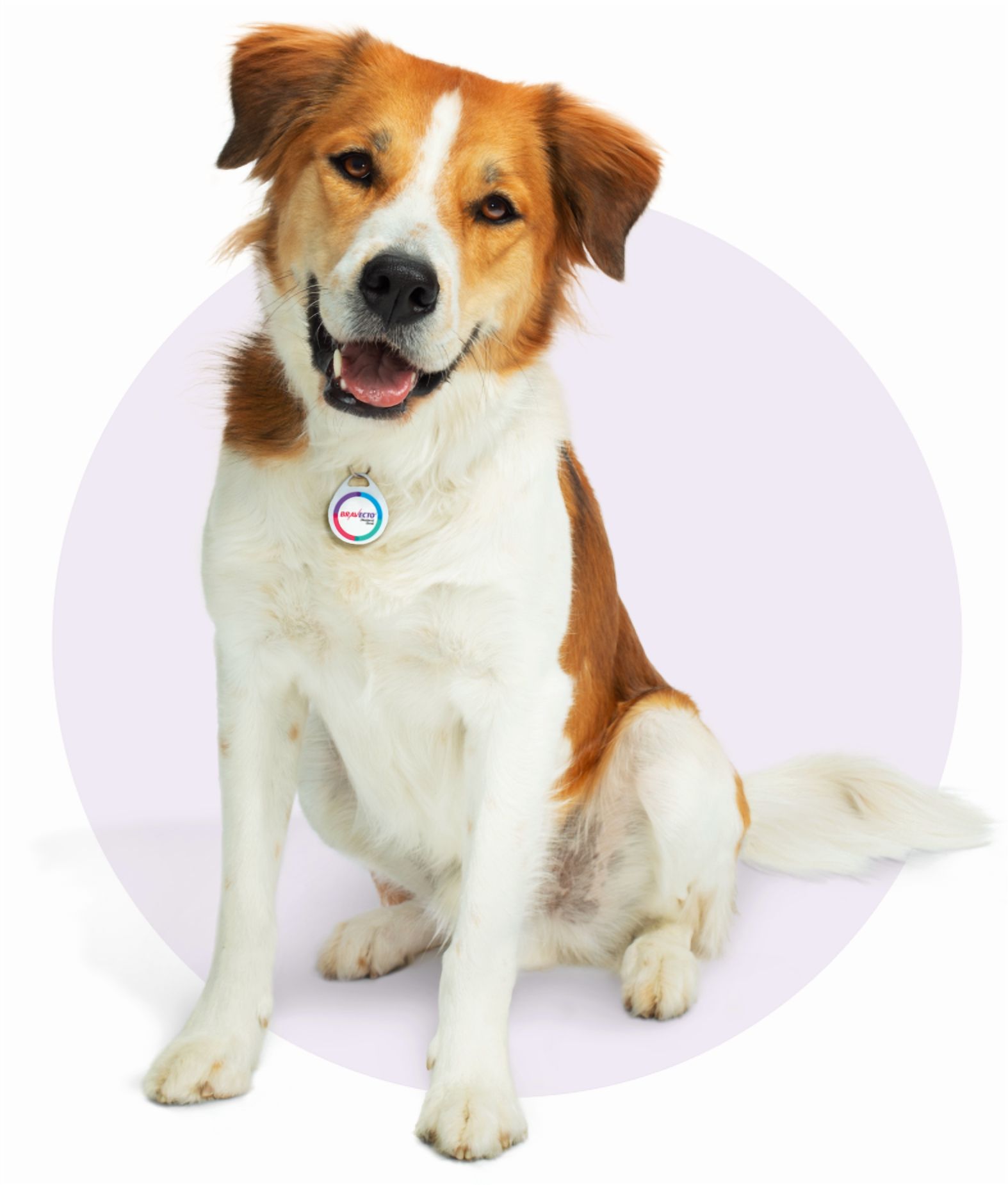 Bravecto Topical Solution for Dogs, 9.9-22 lbs, (Orange Box), Protection Against Parasites, Flea and Tick Prevention and Protection