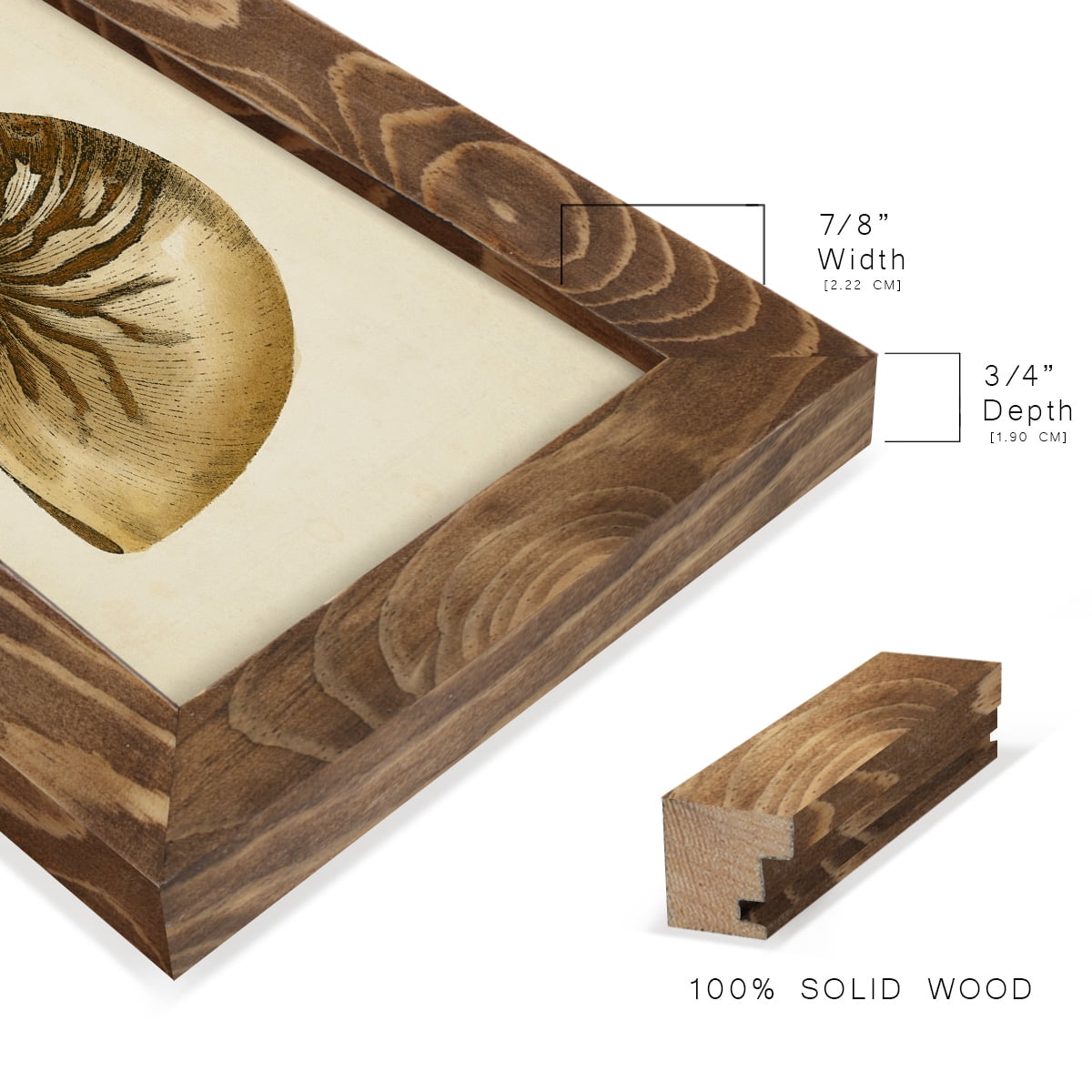 Sealife Collection V - Framed Print w/glass - Walnut