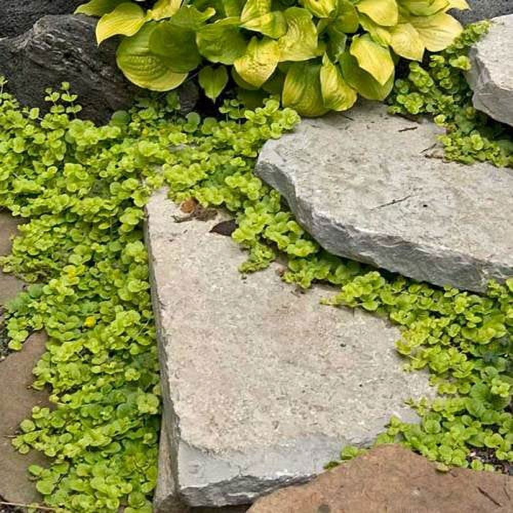 Expert Gardener 6-Pack Green Lysimachia Creeping Jenny Live Perennial Groundcover Plants