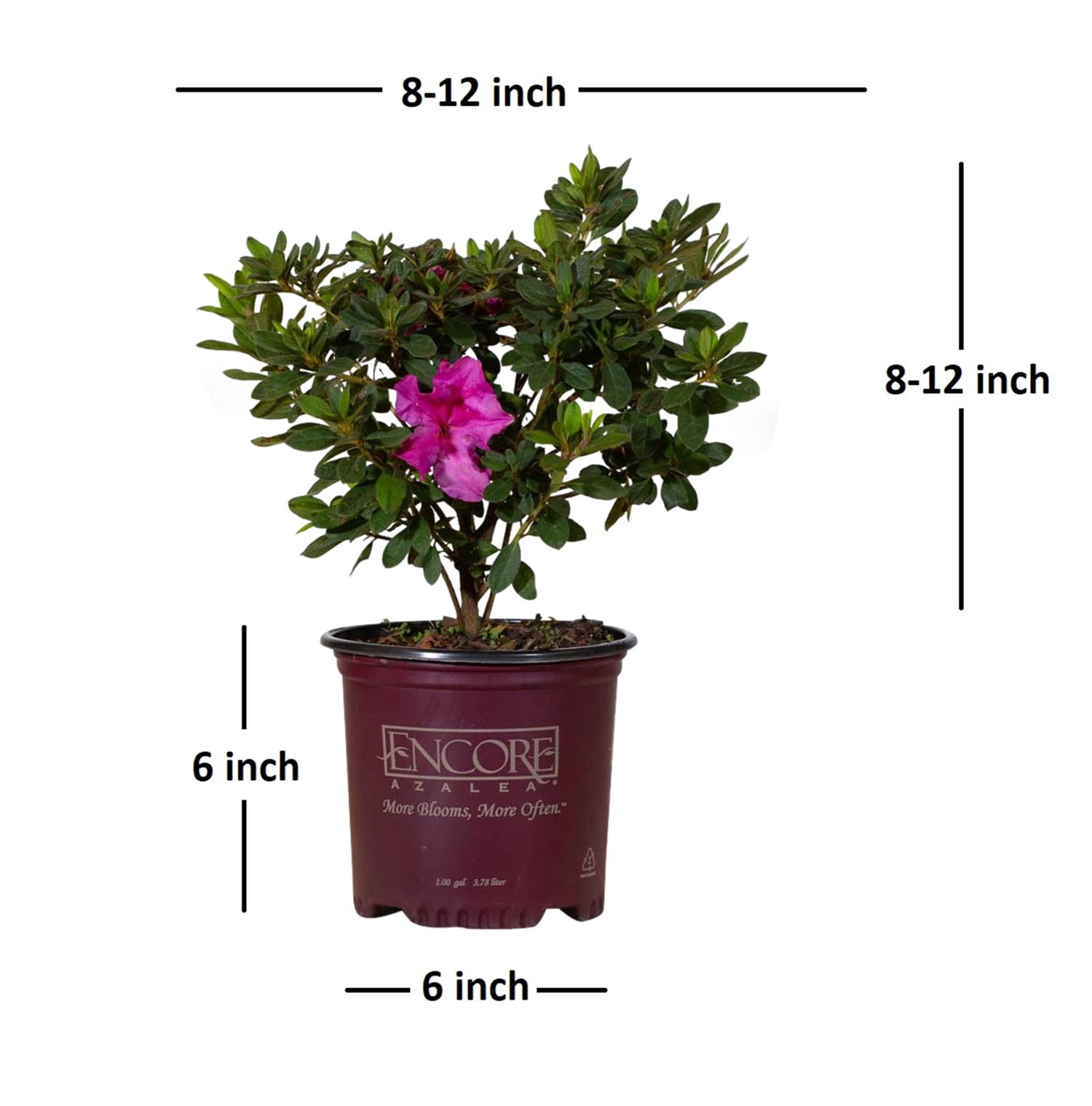 Encore Azalea Autumn Royalty (1 Gallon) Purple Flowering Shrub - Full Sun Live Outdoor Plant