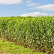 1000 Switchgrass Seeds Native Prairie Tall Grass Clumping Ornamental Perennial Grow in Full Sunlight or Partial-Panicum Virgatum