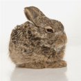 thumbnail image 1 of Baby Rabbit Poster Print, Large - 24 x 24, 1 of 1