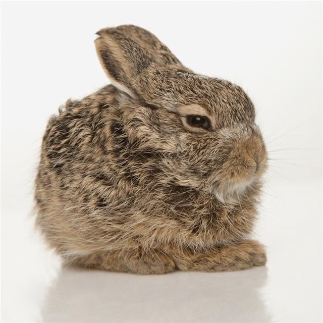 Baby Rabbit Poster Print, Large - 24 x 24