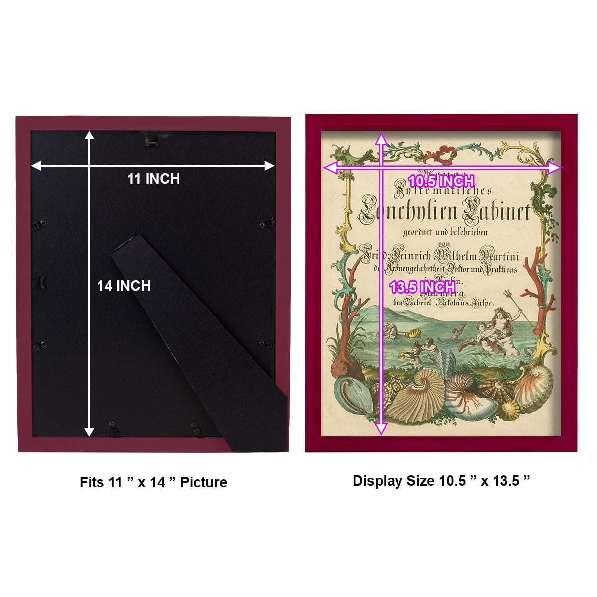 Cabinet of Conchology -Framed Print w/glass-Cherry Red