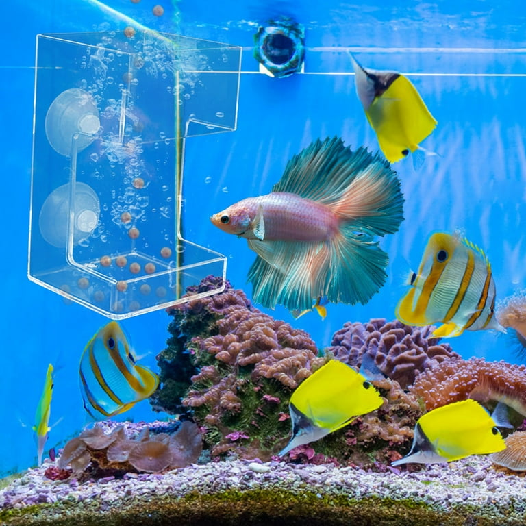 Fish Feeding Stations: Ultimate Guide to Boost Your Aquarium Life