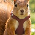 thumbnail image 7 of Squirrel Harness and Leash Set - Small Animal Training Walking Vest Leash for Squirrel Gerbil Chinchilla Rat Orange, 7 of 7