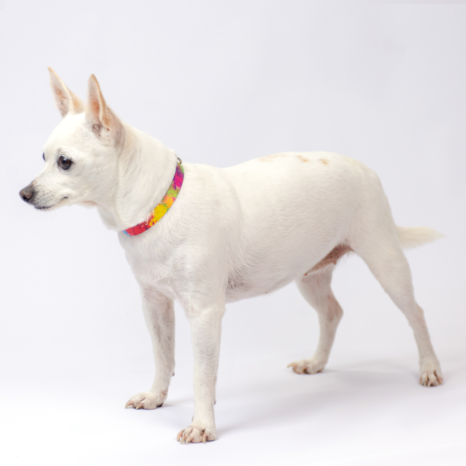 Country Brook Petz® Premium Paint Splatter Dog Collar and Leash, Medium - image 2 of 8