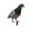 A, variant on Poultry Decoration Yard Insert Rooster Acrylic Sticker, Double-sided Printed, Multicolor, Weather-resistant, for Garden/Yard, Duck/Chicken/Goose Designs