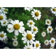 thumbnail image 5 of 500 ROMAN CHAMOMILE Chamaemelum Nobile Herb Flower Seeds, 5 of 5