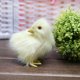 thumbnail image 2 of Juguete de peluche Pollito de peluche Palm Pet Chirpy Chick Easter Chick Juguete de peluche Wmkox8yii HAHFKSH1373, 2 of 5