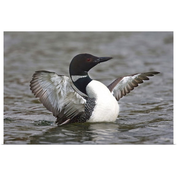 Great BIG Canvas | Rolled Larry Ditto Poster Print entitled Canada, British Columbia, Common Loon stretching wings