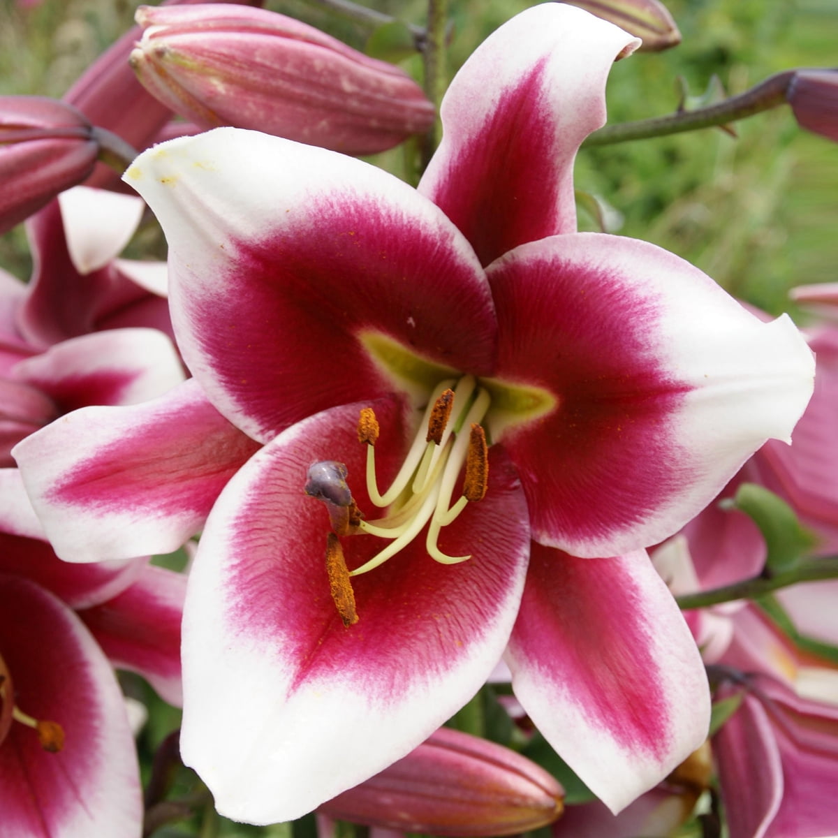 Van Zyverden Lilies Friso Set of 7 Bulbs Multicolor Partial Sun Perennial Pollinator 2 lbs