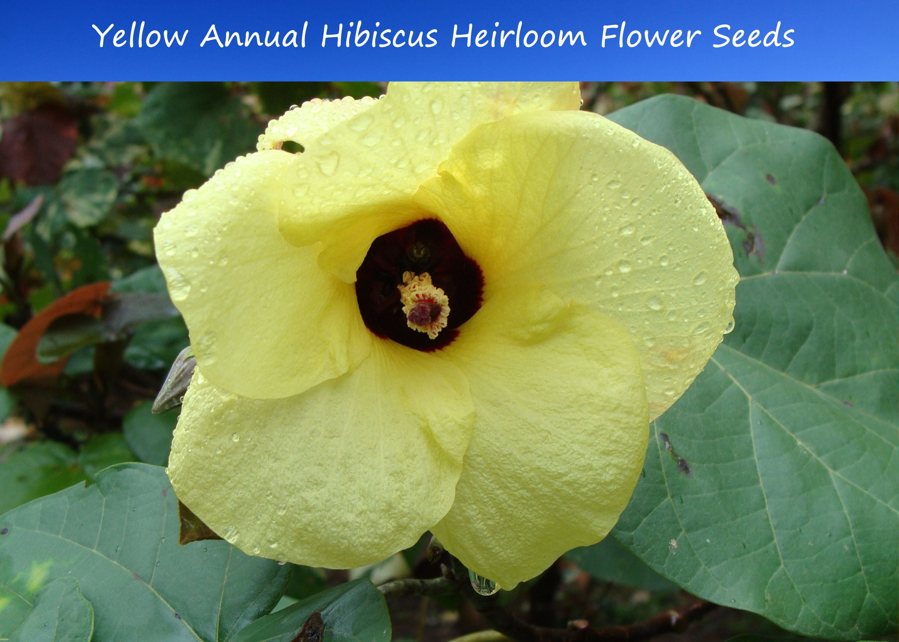 Tropical Flower SEEDS = = Annual Hibiscus 10 Seeds Bright Yellow