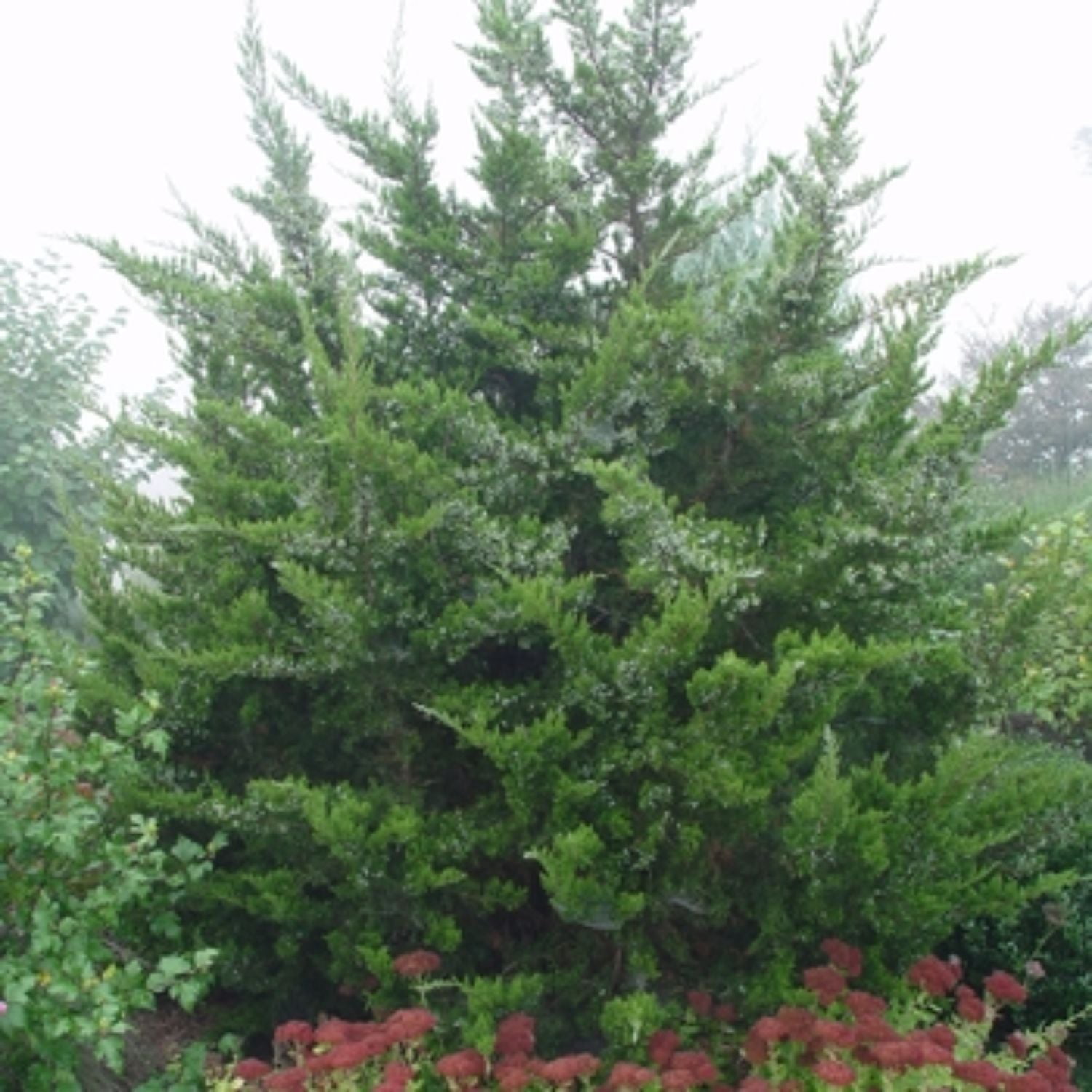 Expert Gardener Fuzzy Wuzzy Juniper Live Tree, 3-4 ft Tall, 7 gal Grower Pot