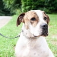 thumbnail image 3 of Collier de Dressage pour Chien Herm SPRENGER Ultra-Plus à Broches, 3 of 5
