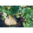 thumbnail image 5 of 500 Seeds GIANT PRAGUE CELERIAC Apium Graveolens Rapaceum Vegetable Seeds, 5 of 9