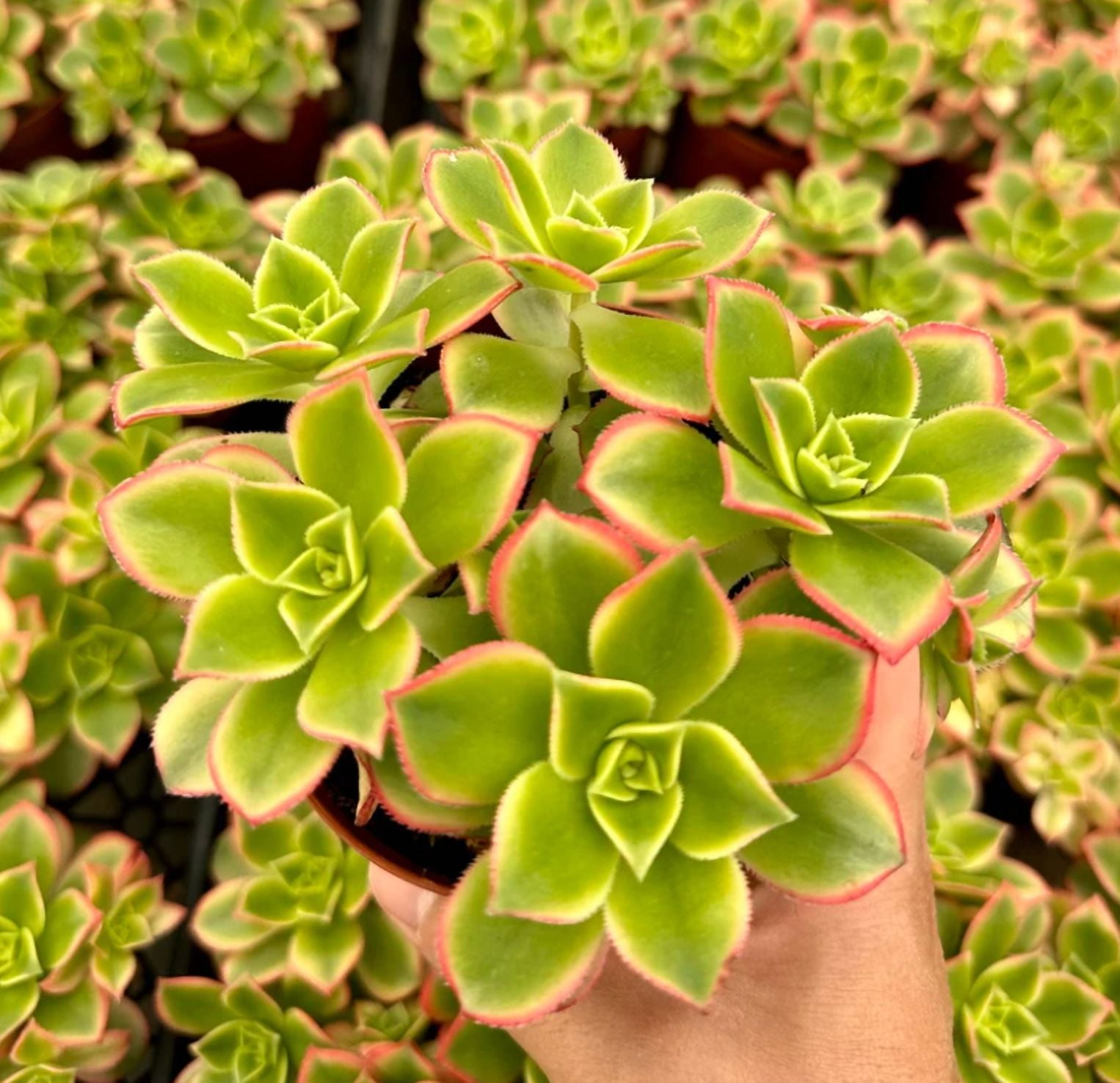 Aeonium Kiwi Plant Live for Planting - Rosette Succulents with Pups Plant for Indoor Outdoor in 4 Inch Pot