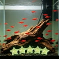 thumbnail image 6 of 10 Pack Resin Star Shape Aquarium Ornament Visible in Dark, Glow Luminous Fish Tank DIY Decorative Stones, Nocturnal Bright Substrate Accent for Betta Shrimp Tank Aquascaping Night Scenery, 6 of 7