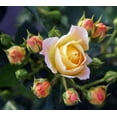 thumbnail image 3 of Popcorn Drift® Yellow Groundcover Rose - Live Plant ( 1 QT ), 3 of 7