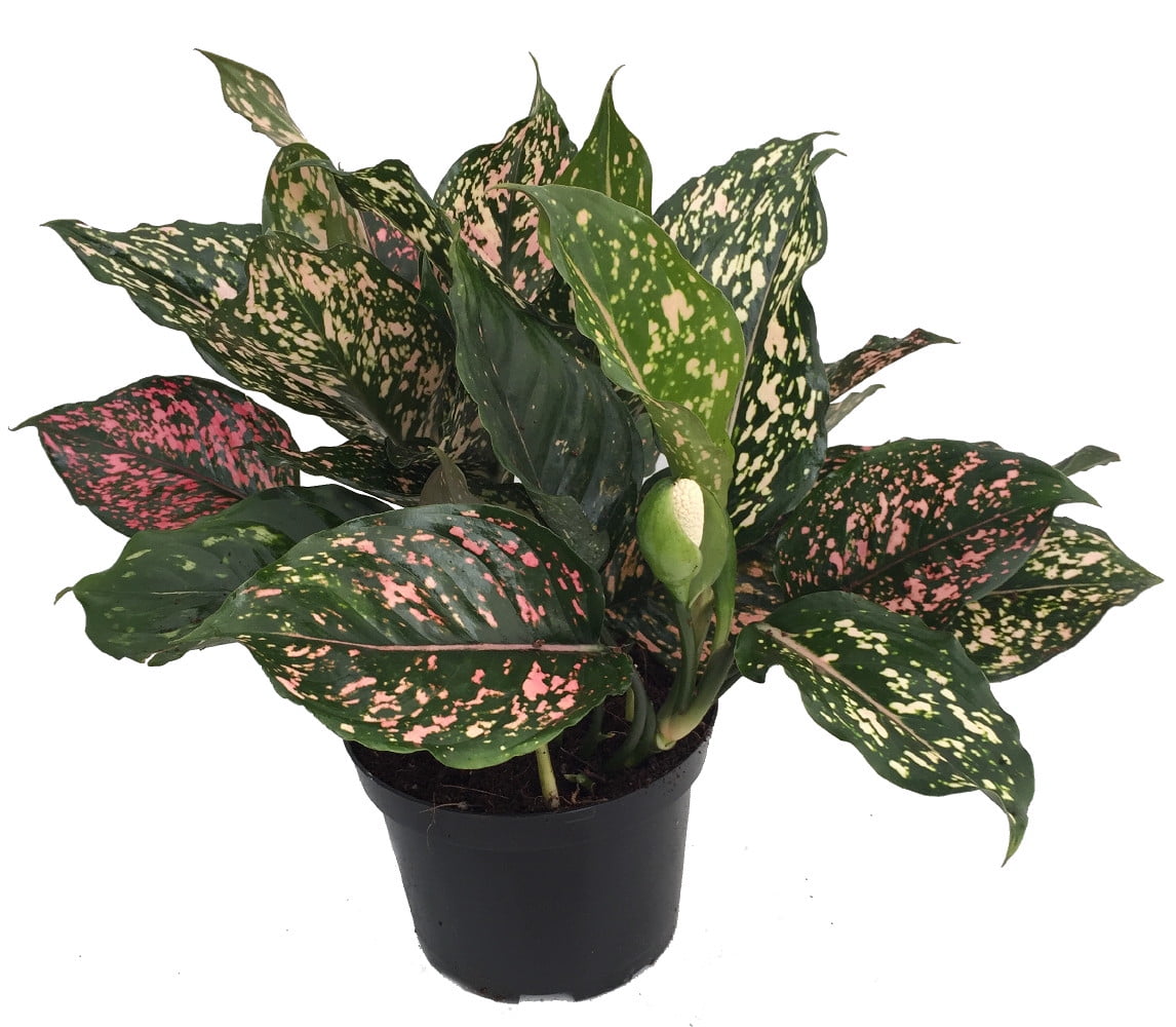 Pink Dalmatian Chinese  Evergreen  Plant Aglaonema  Grows 